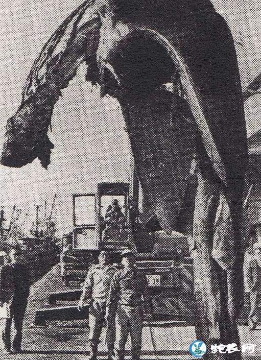 日本1977年海怪尸体事件