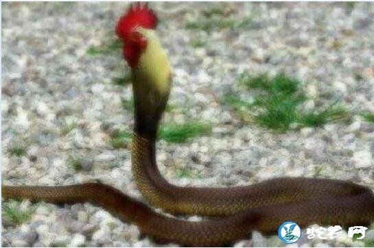 农村传说和人比高决定生死的鸡冠子蛇竟然是这种蛇！
