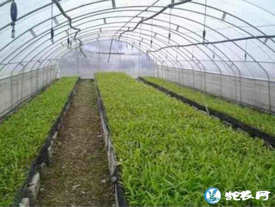 白芨种植