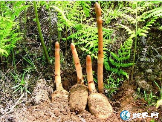天麻的功效与作用