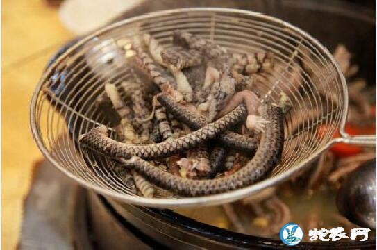 广东人都喜欢吃什么蛇?水律蛇还是银环蛇?