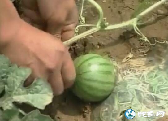 西瓜种植技术