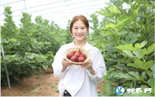 女人吃无花果的好处