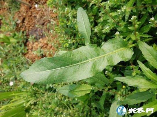 农村野草：“野菠菜”是什么植物？