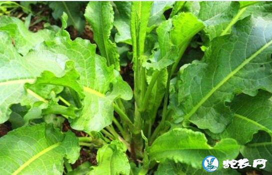 农村野草:“野菠菜”是什么植物?