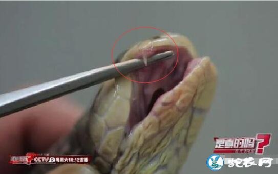 眼镜蛇咬到自己的舌头能毒死么?