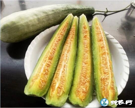 羊角蜜甜瓜