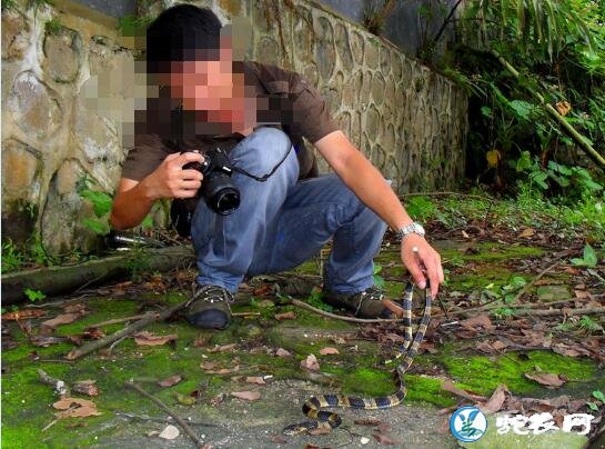 金环蛇的毒液能杀死一头成年牛吗?