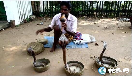崇拜蛇、也是蛇伤大国的印度有没有响尾蛇？