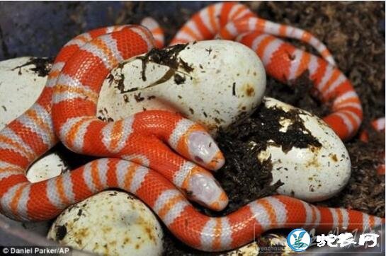美国发现双头白化洪都拉斯奶蛇！专家说野生环境很难生存！