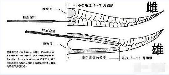 乌梢蛇如何辨别雄雌？