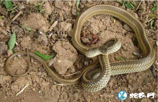 乌梢蛇从蛇苗开始一年能长多长？