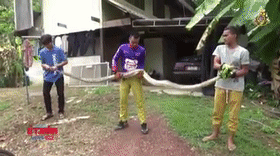 泰国4米巨蟒闯家中活吞宠物猫！捕蛇大队“抓捕归案”！