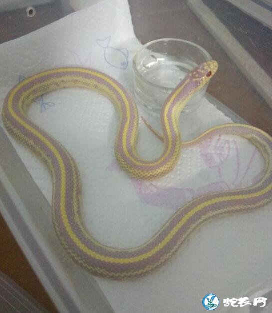 白化直线王蛇