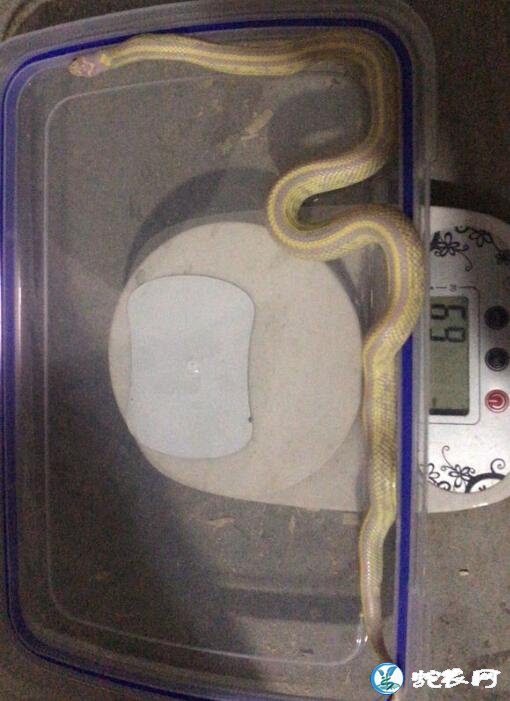 白化直线王蛇