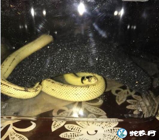 香蕉王蛇和雪花王蛇品种介绍