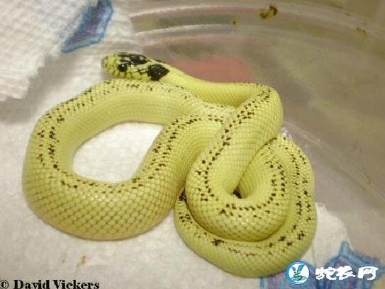 香蕉王蛇和雪花王蛇品种介绍