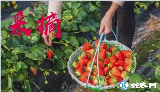 宣城市“洪林首届虾稻丰收节”燃情六月!罗念念虾稻轮作专业合作社引领核心示范区!