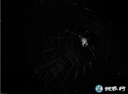 晚上看见蜘蛛的预兆
