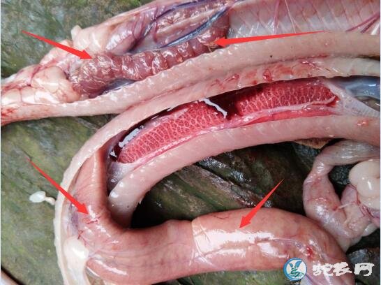 图说养蛇:近年来越南眼镜蛇养殖场常见的“绝症”分析!