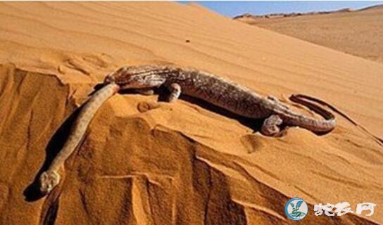 沙漠巨蜥