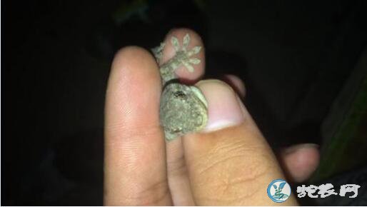 壁虎会不会爬到床上?房间里的壁虎会上床咬人吗?