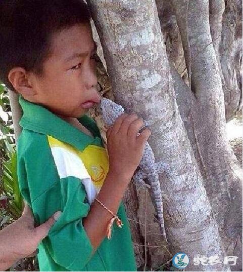壁虎会不会爬到床上?房间里的壁虎会上床咬人吗?