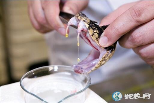 抗蛇毒素研究获巨额资助、全球每年毒蛇咬伤死亡8.1万到13.8万！