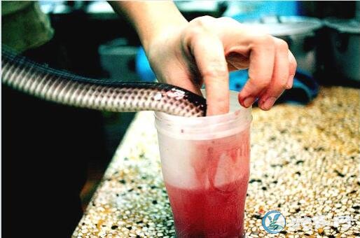 蛇血蛇胆泡酒可以喝吗？