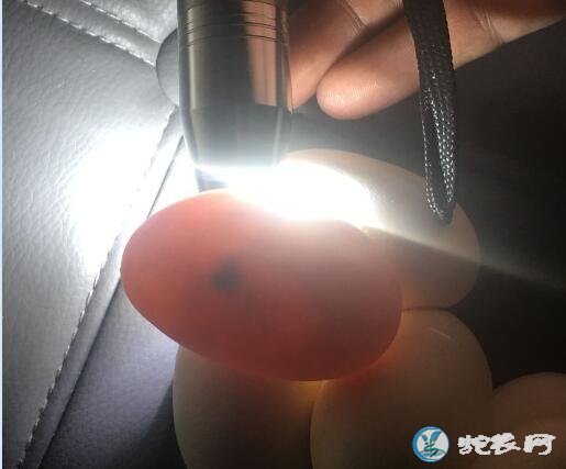 蛇蛋孵化过程中,灯光照蛋发现蛋内黑斑是坏了吗?