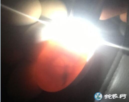 蛇蛋孵化过程中,灯光照蛋发现蛋内黑斑是坏了吗?