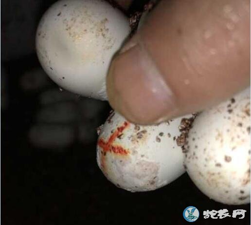 蛇蛋孵化过程中表面堆积粗糙石灰质样物质怎么办?