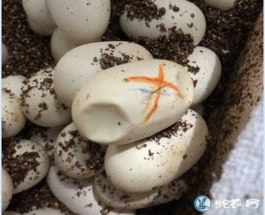 蛇蛋孵化过程中表面堆积粗糙石灰质样物质怎么办?