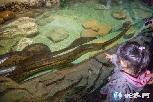 美国一水族馆的蛇出现无性繁殖！世界罕見！