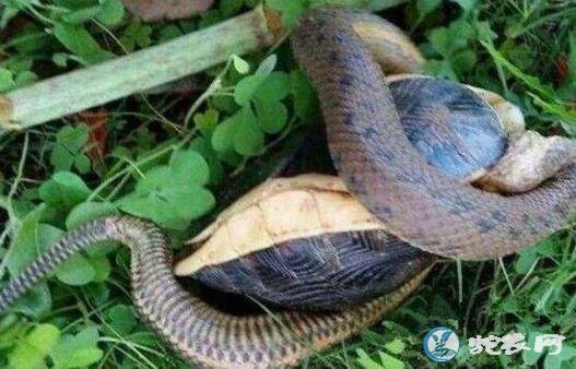 龟蛇图片