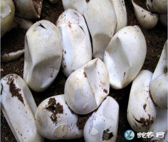 水律蛇蛋孵化时间多少天？