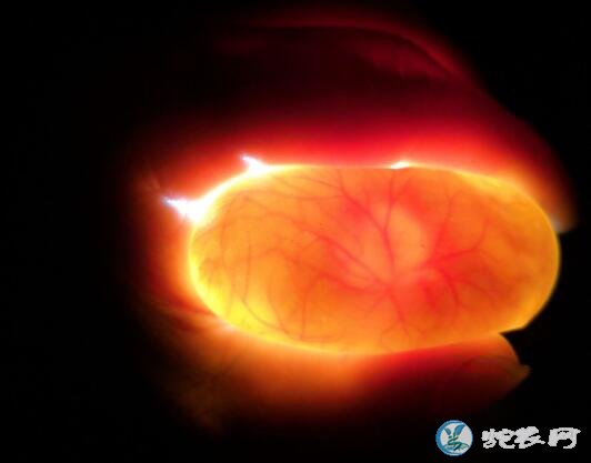 水律蛇蛋孵化时间多少天?