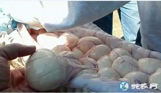 蛇蛋怎么烹调?