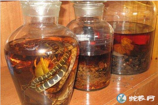 金环蛇、银环蛇、眼镜蛇、蛤蚧、一起可以泡米酒吗？