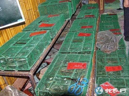 实拍美味五步蛇大餐制作全过程、五步蛇是这样爬上餐桌的!
