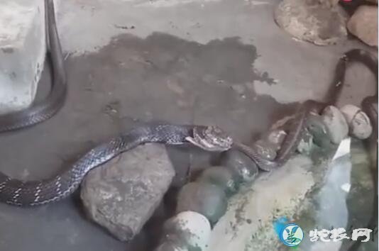 眼镜王蛇吃毒蛇视频