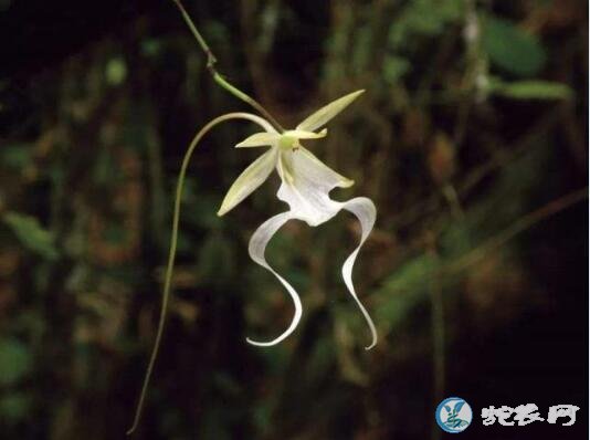喜玛拉雅山发现世界上最贵的兰花“鬼兰”