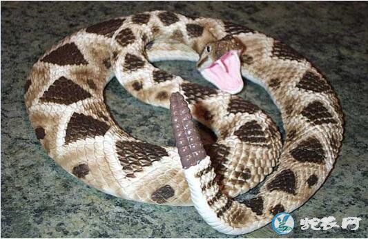 响尾蛇是国家保护动物吗？
