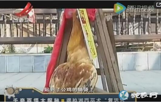 湘西巫术:鸡头被劈开后念咒复活、“起死回生”真的存在!