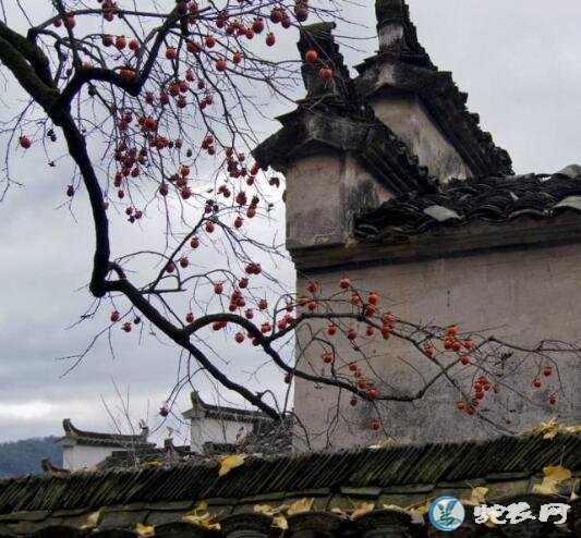 农村俗语“果树过房,家败人亡”什么意思?