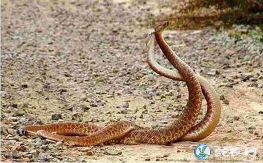 农村迷信说法看到蛇交配倒大霉