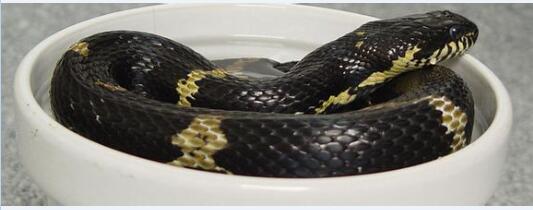 饲养棕黑锦蛇几天洗一次澡