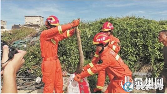 天热蛇出没：石狮半个月10余起蛇出没求助！