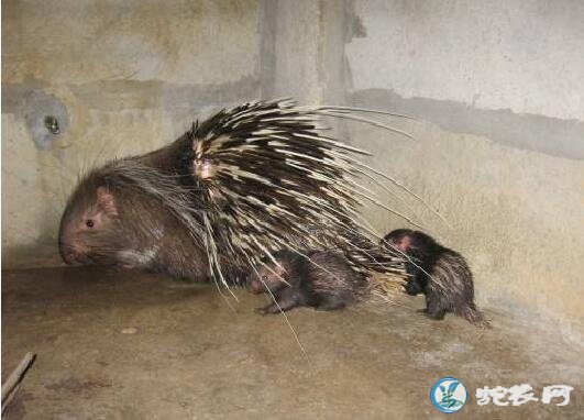豪猪养殖