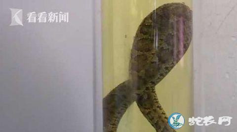 山东13岁男孩偷偷养蛇当宠物